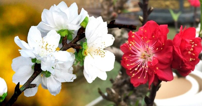 Phân biệt các loại cây đào Tết phổ biến như đào Bích, đào Phai, đào Thất Thốn qua màu sắc và dáng cây